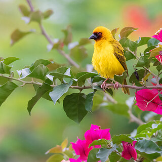 Debre Zeit - Vitelline masked weaver